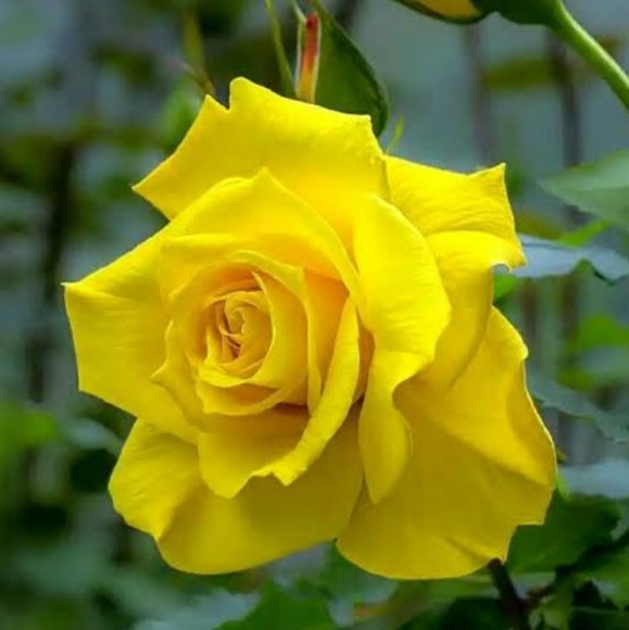 Meet your Posher, Devanai - Picture 1 of 1